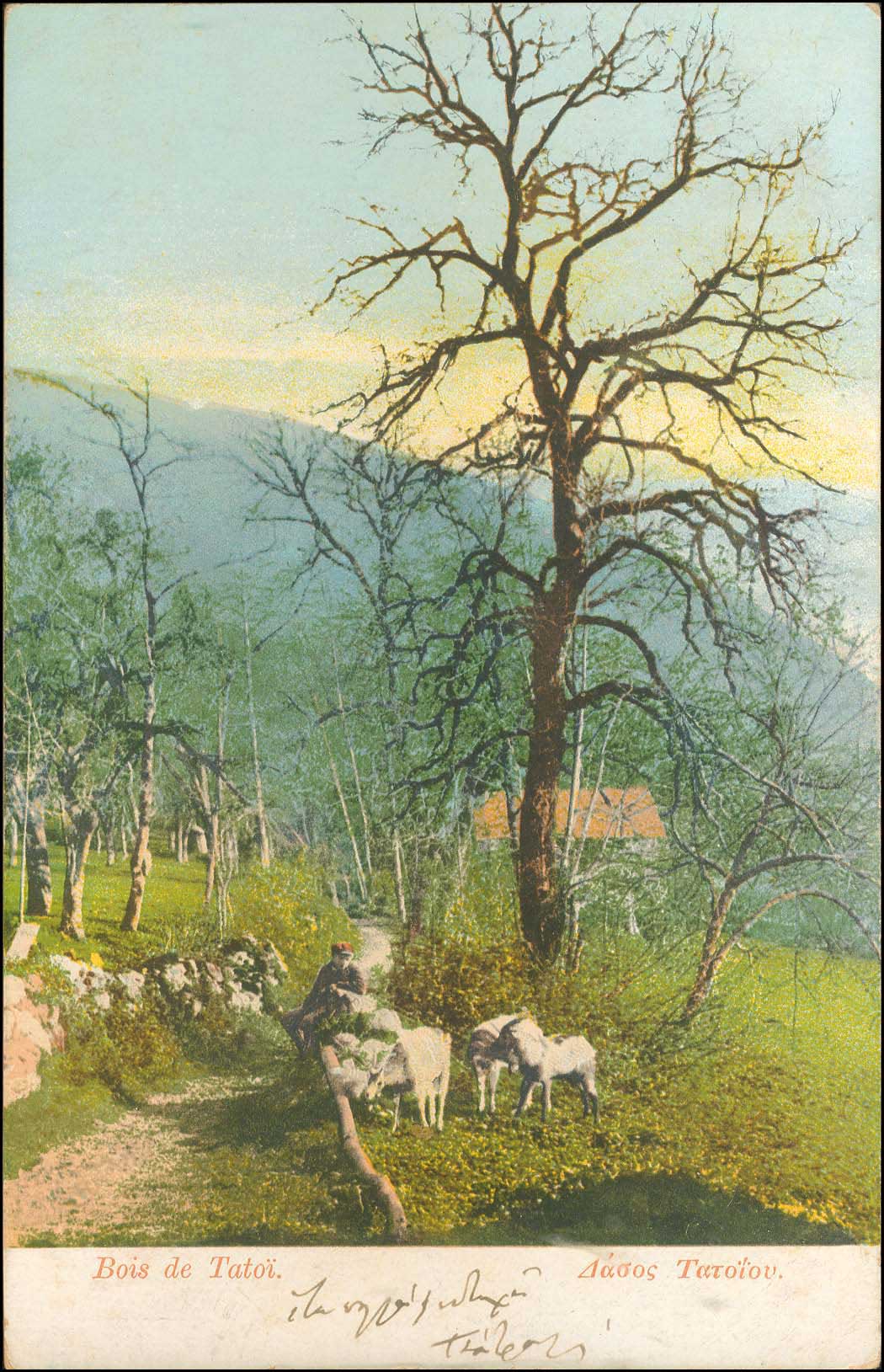 Lot 1651 - PICTURE POSTCARDS - ATHENS & AREA -  A. Karamitsos Postal & Live Internet Auction 749